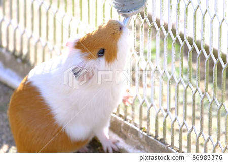 Fureai no Sato Squirrel Garden(大阪佐山市)的豚鼠2飲用水 Fureai no Sato Squirrel Garden(大阪佐山市)的豚鼠2飲用水 86983376