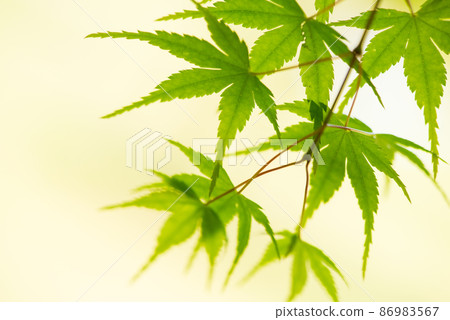 治愈心靈的新鮮綠藍楓 / 治愈心靈的新鮮綠藍楓 / 86983567