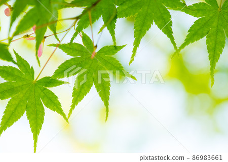 治愈心靈的新鮮綠藍楓 / 86983661