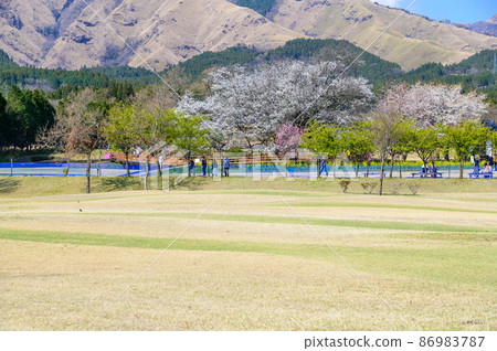 A panoramic view from Isshingyo Park Isshingyo Sakura 86983787