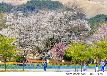 A panoramic view from Isshingyo Park Isshingyo Sakura 86983789