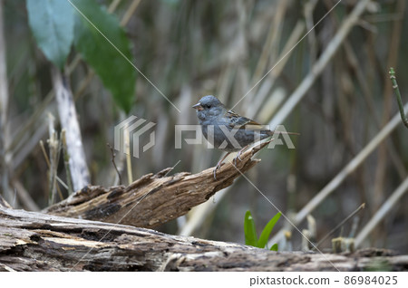 Gray bunting 86984025
