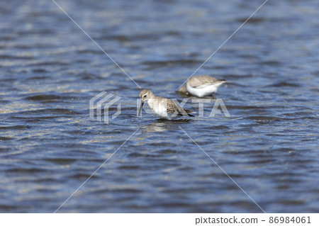 黑腹濱鷸 86984061