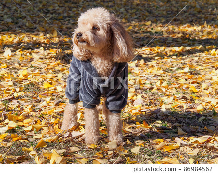 Toy poodle in the carpet of autumn ginkgo leaves 86984562