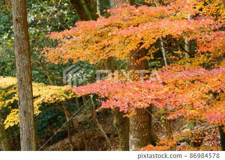 Autumn leaves at Amano Lwatowake Shrine in late autumn 1 Mimasaka City, Okayama Prefecture 86984578
