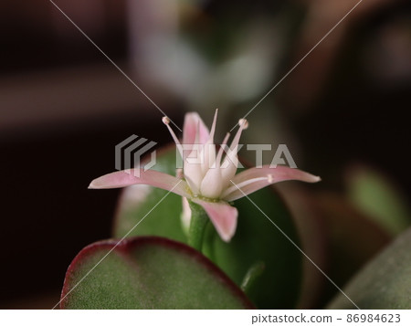 <<特寫>>翡翠植物花 86984623