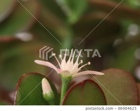 <<特寫>>翡翠植物花 <<特寫>>翡翠植物花 86984625