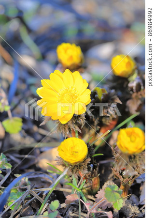 Flowers and buds of Adonis ramosa 86984992