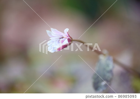 Snow throat flowers 86985093
