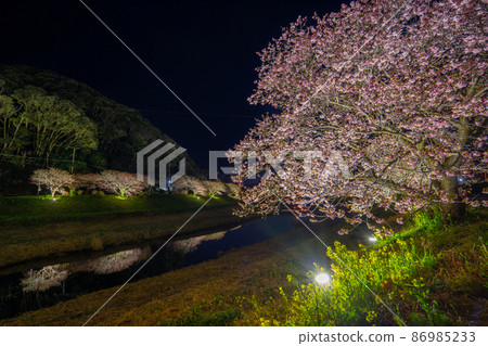 南伊豆町川津櫻夜櫻花照明 86985233