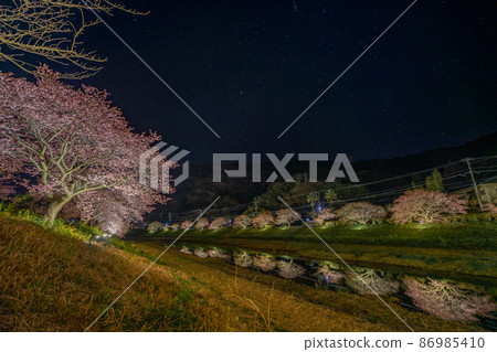 Minamiizu Town Kawazu Sakura Illuminated night cherry blossoms where you can see the stars Minamiizu Town Kawazu Sakura Illuminated night cherry blossoms where you can see the stars 86985410