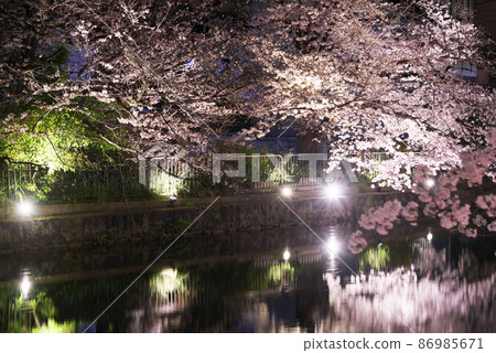 Kyoto Okazaki Canal Night Cherry Blossoms 86985671