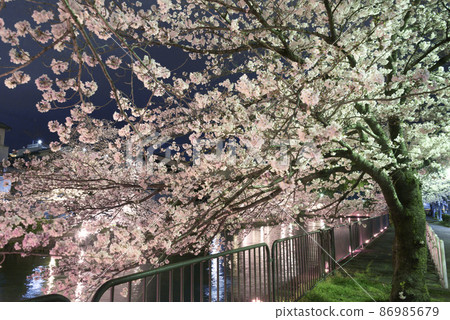 Kyoto Okazaki Canal Night Cherry Blossoms Kyoto Okazaki Canal Night Cherry Blossoms 86985679