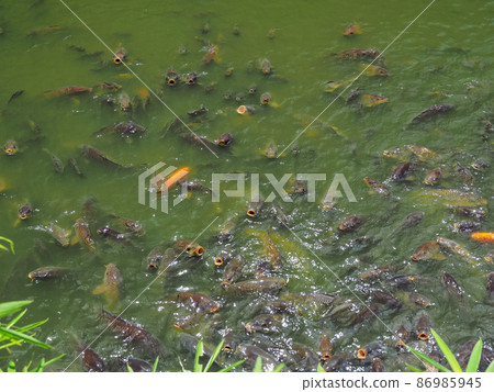 一條鯉魚 86985945