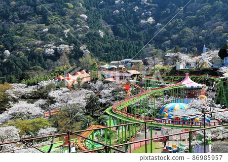 Amusement park surrounded by cherry blossoms in full bloom (Beppu Rakutenchi) Amusement park surrounded by cherry blossoms in full bloom (Beppu Rakutenchi) 86985957