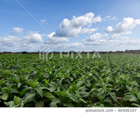 Landscape of tobacco plants in the afternoon of the day. 86986107