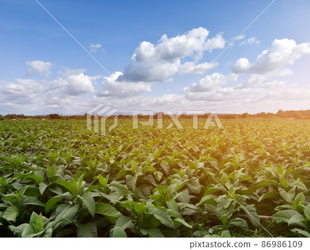 Landscape of tobacco plants in the afternoon of the day. Landscape of tobacco plants in the afternoon of the day. 86986109