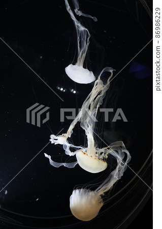 Fantastic swimming of jellyfish Fantastic swimming of jellyfish 86986229