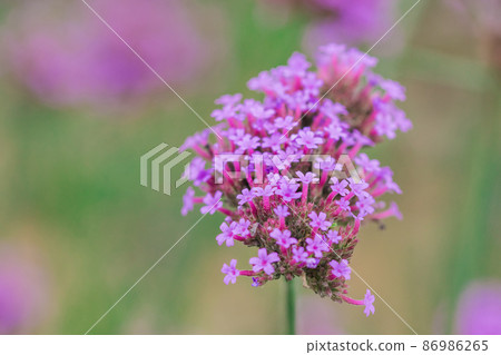 Verbena is popularly cultivated as an ornamental plot or planted as a field. Light purple flowers, long stalks. Verbena is popularly cultivated as an ornamental plot or planted as a field. Light purple flowers, long stalks. 86986265