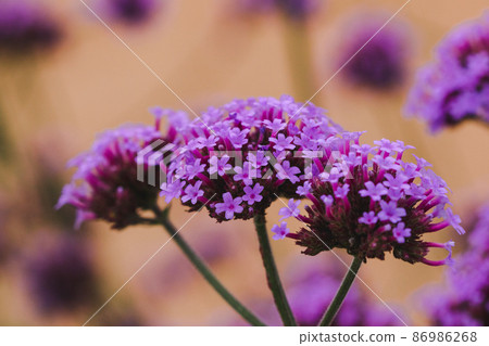 Verbena is popularly cultivated as an ornamental plot or planted as a field. Light purple flowers, long stalks. Verbena is popularly cultivated as an ornamental plot or planted as a field. Light purple flowers, long stalks. 86986268