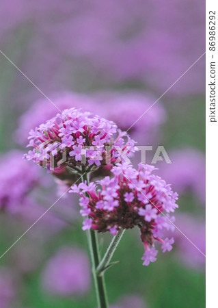 Verbena is popularly cultivated as an ornamental plot or planted as a field. Light purple flowers, long stalks. 86986292