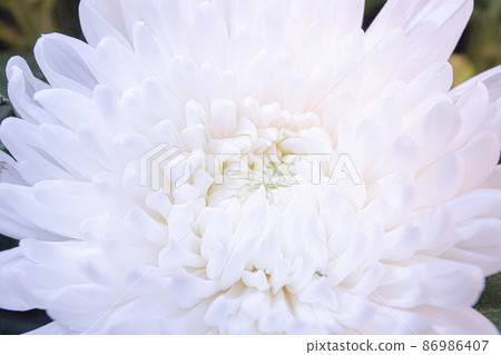 Close-up of a red rose Close-up of a red rose 86986407