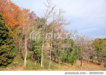 Fruit of the Nankinhase Fruit of the Nankinhase 86986560