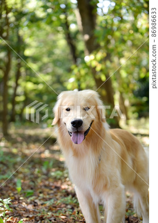 A golden retriever with a smile 86986633