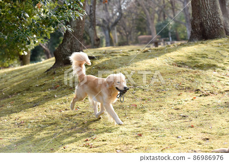 在樹林裡奔跑的金毛獵犬 在樹林裡奔跑的金毛獵犬 86986976