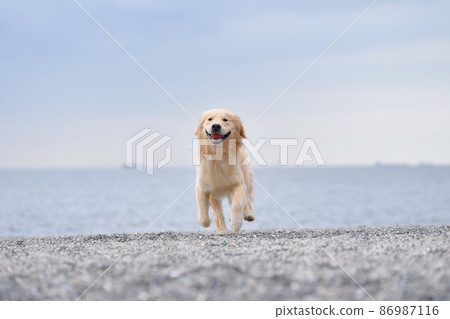 Dog running along the beach Dog running along the beach 86987116