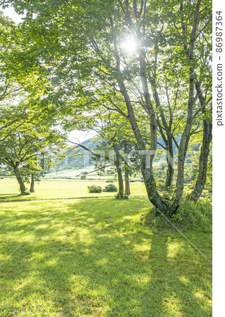 Park walking path Sunbeams (Oyama Kagamiganaru) Park walking path Sunbeams (Oyama Kagamiganaru) 86987364