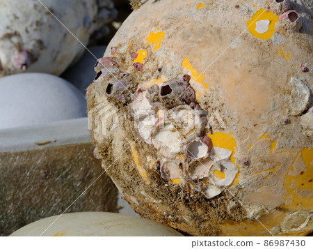 Round buoy and barnacle shells Round buoy and barnacle shells 86987430