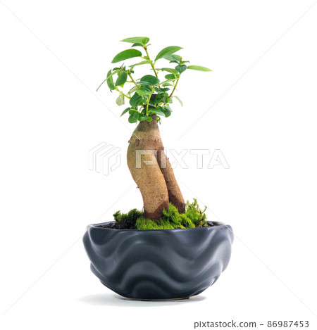Banyan banyan potted plant with foliage plant, Kijimuna [white background] 86987453