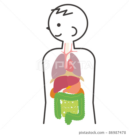 Male human anatomy Male human anatomy 86987478