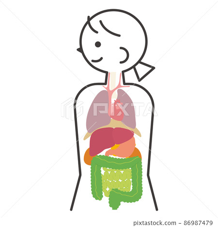 Female human anatomy 86987479