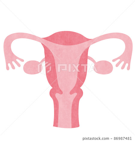Illustration of uterus and ovaries Illustration of uterus and ovaries 86987481