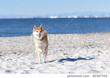 Shiba Inu沿著海灘跑 Shiba Inu沿著海灘跑 86987506