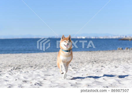Shiba Inu沿著海灘跑 86987507