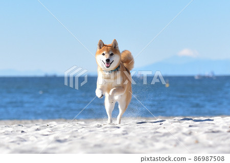 Shiba Inu running along the beach 86987508