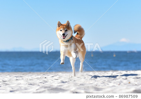 Shiba Inu沿著海灘跑 Shiba Inu沿著海灘跑 86987509