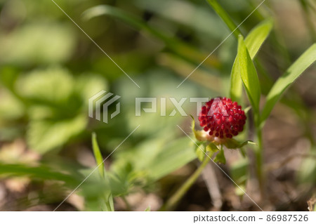 A member of the Rosaceae family, a generic name for raspberries, including cultivars such as raspberries and blackberries. A member of the Rosaceae family, a generic name for raspberries, including cultivars such as raspberries and blackberries. 86987526