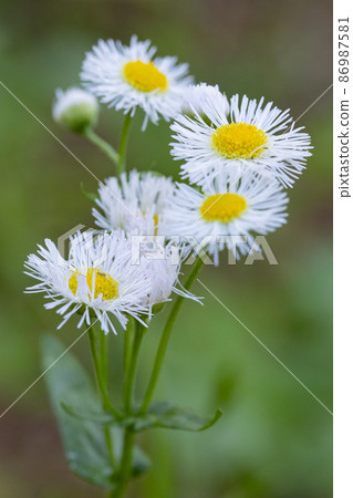 Halzion，一種歸化植物的雜草，經常出現在路邊和空地上。 86987581