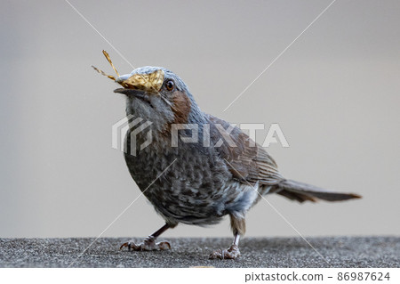 Bulbul，一種稀有鳥類，在日本很熟悉，但在國外卻很活潑而引人注目 86987624