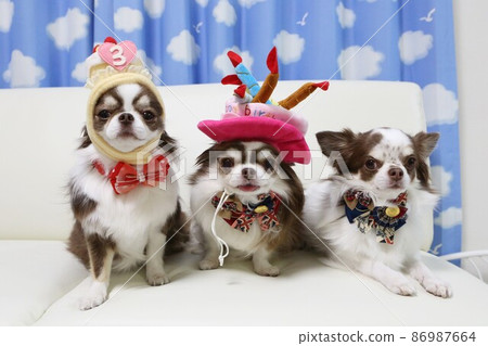 Chihuahua celebrating 3rd birthday 86987664