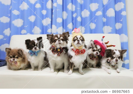 Chihuahua family celebrating their 3rd birthday 86987665