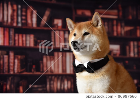 Scholar-like Shiba Inu 86987666