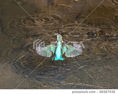 Kingfisher on the riverside. 86987936