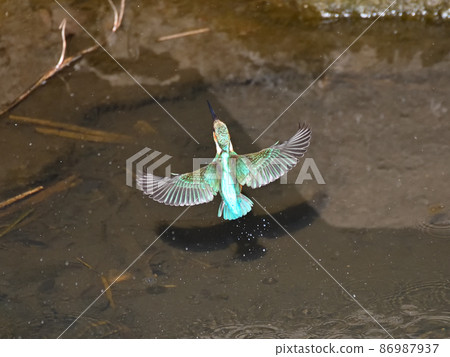 Kingfisher on the riverside. 86987937