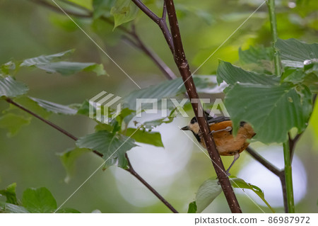 Varied tit, a dexterous bird that imitates singing and performs tricks Varied tit, a dexterous bird that imitates singing and performs tricks 86987972