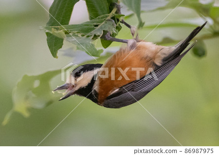 Varied tit, a dexterous bird that imitates singing and performs tricks Varied tit, a dexterous bird that imitates singing and performs tricks 86987975